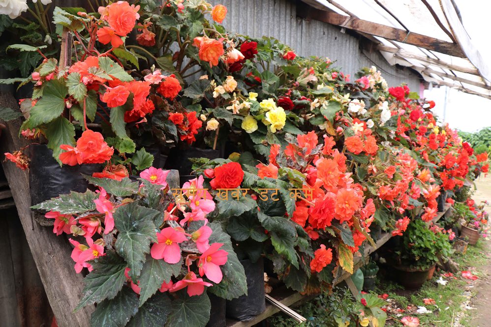 Begonia full cccc (12)1695371468.jpg